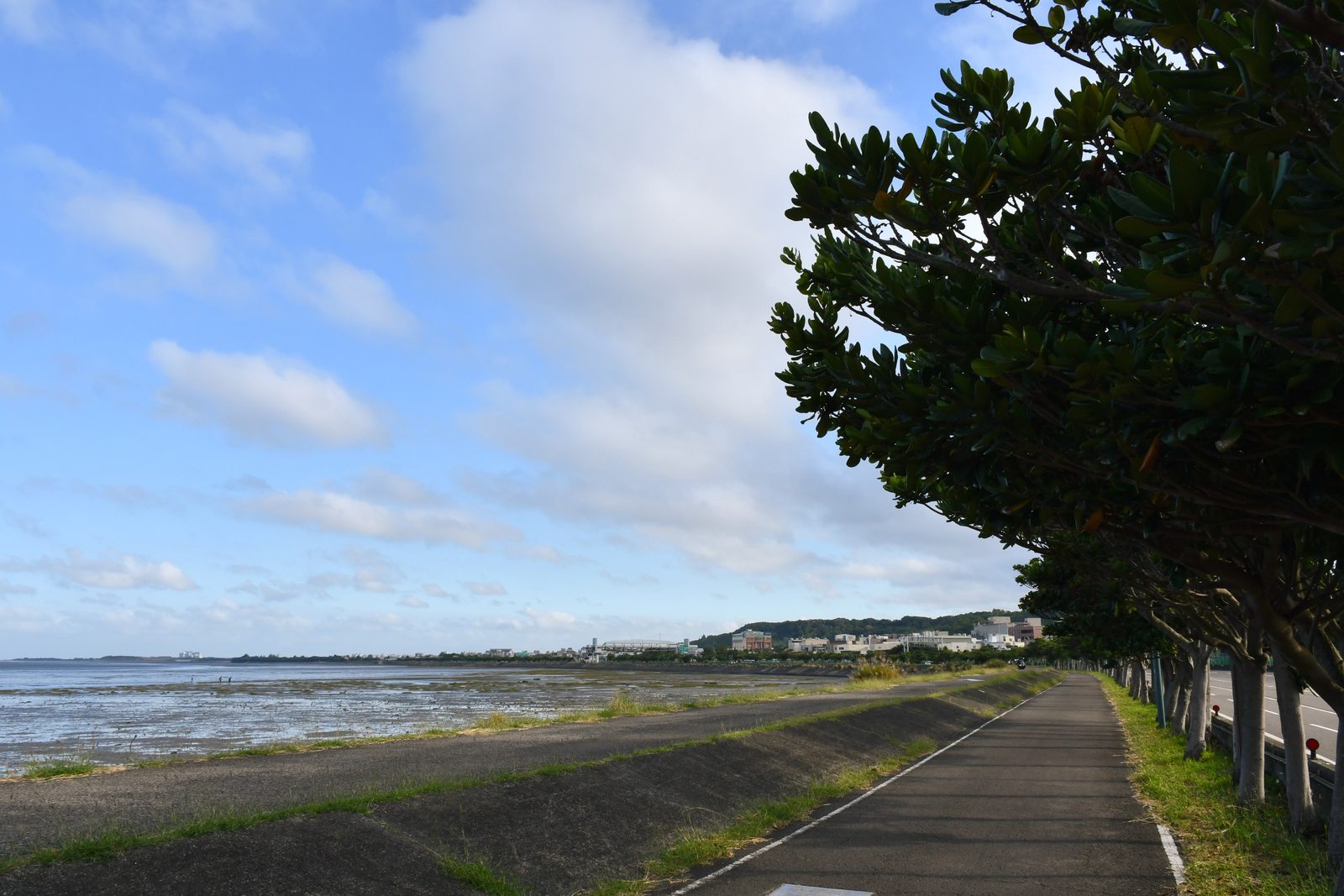 A tree-lined embankment path above the tidal flat, city skyline beyond
