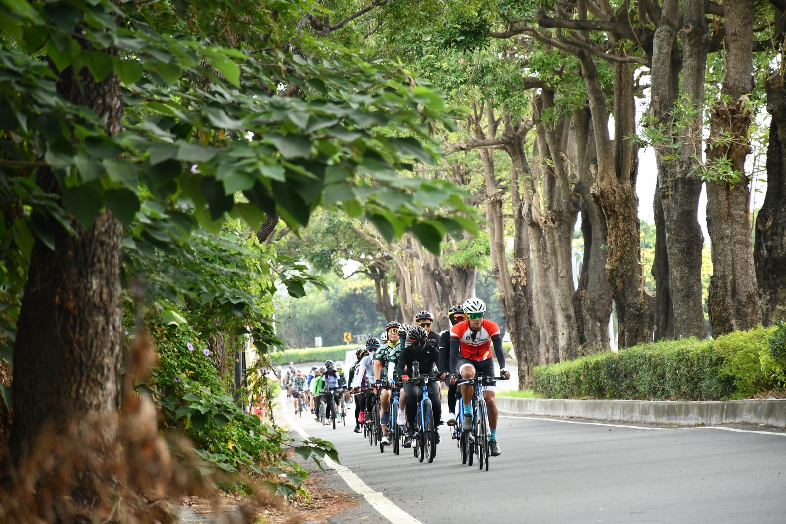 The lead pack passing beneath the trees