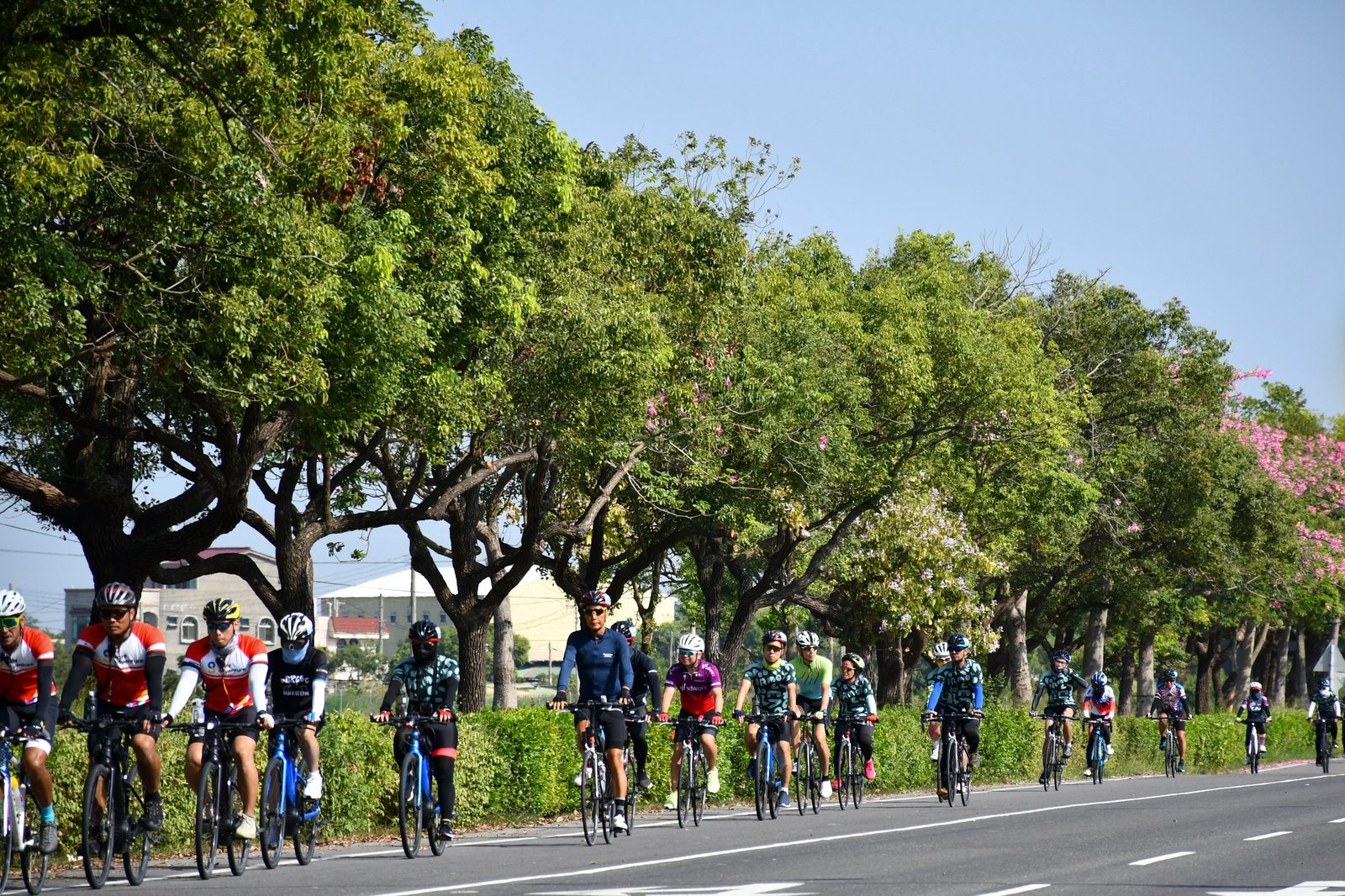 Riders passing beneath blooming trees along the avenue