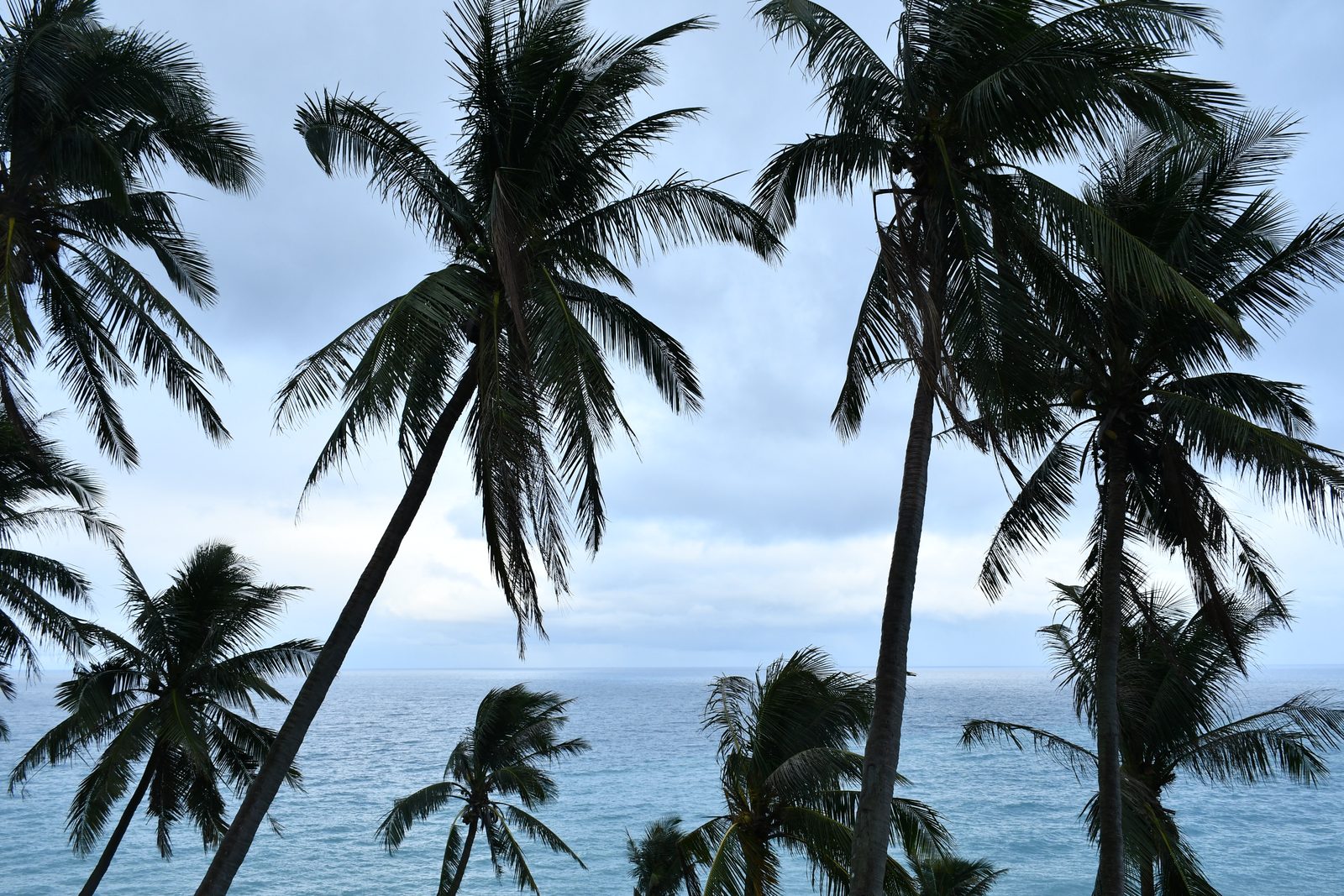 Palm trees swaying against an overcast sky