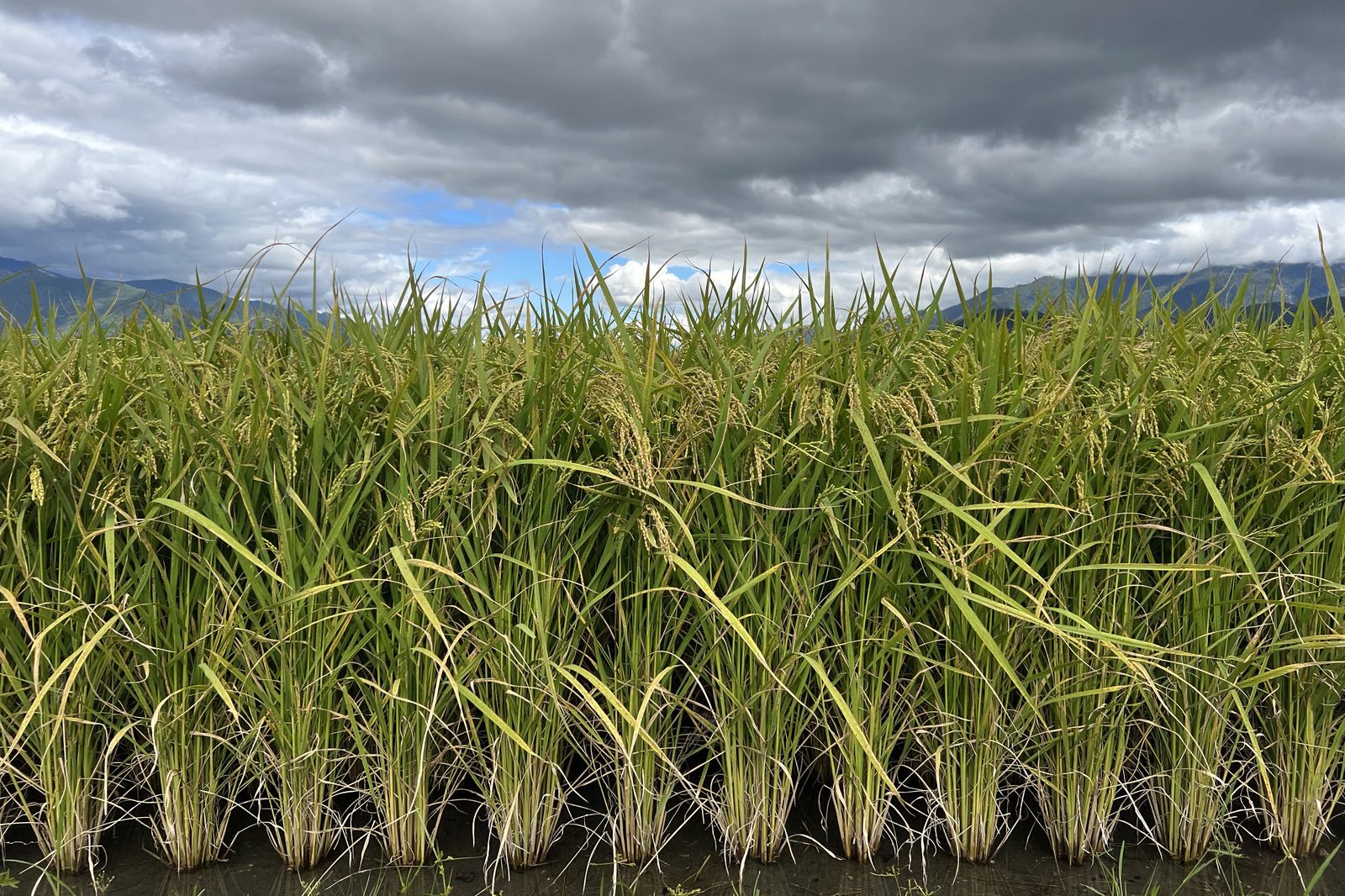 Rice heads swaying under a stormy sky